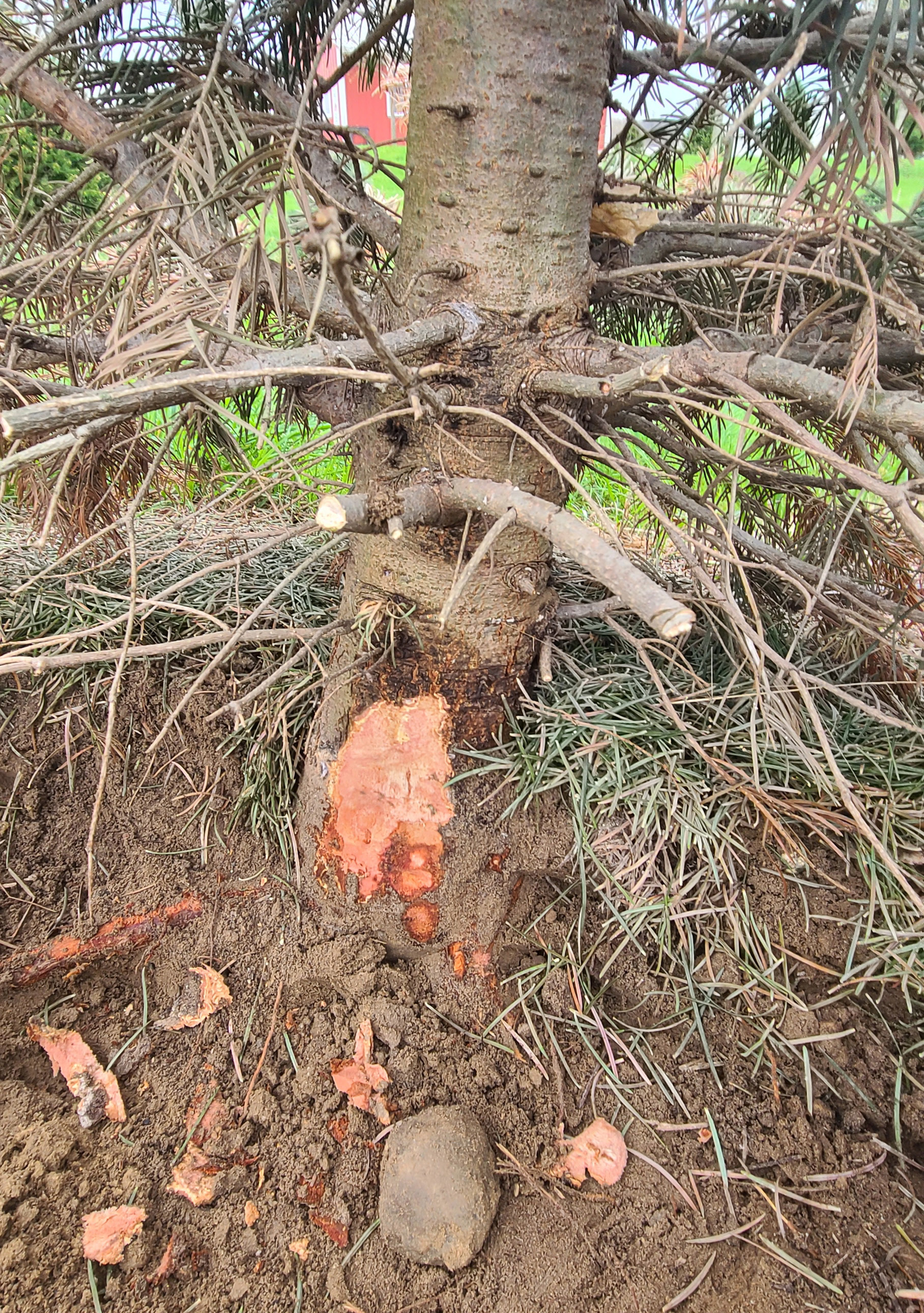 Bark of a pine tree peeled away to show reddish brown discoloration of inner-bark.
